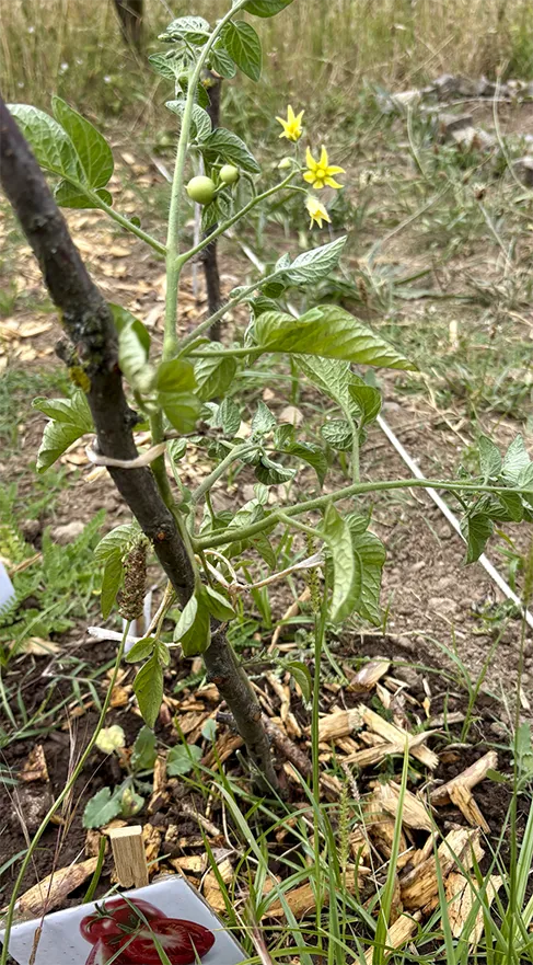 Projeto Mais Hortas: a nossa horta já está a dar frutos!